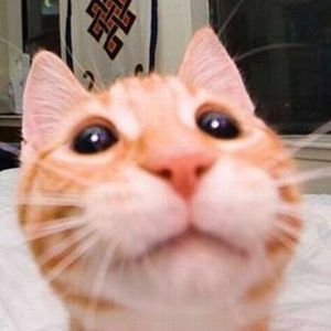 Meet your Posher, Alexcis